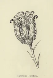 Tigerlillia Terribilis